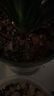 德沃多肥料君子蘭專用植物營養(yǎng)土15L(9合1)園藝綠植養(yǎng)花土種植有機(jī)基質(zhì)土壤 曬單實(shí)拍圖