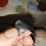 寶姿萊撕拉式吸去黑頭面膜套裝清潔黑頭鼻導(dǎo)出竹炭貼泥膜男女士涂抹面膜 曬單實(shí)拍圖