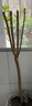 石榴樹(shù)苗突尼斯軟籽石榴苗大紅袍蒙陽(yáng)紅盆栽地栽嫁接果樹(shù)苗木 突尼斯5年苗【當年結果】99%喜歡 曬單實(shí)拍圖