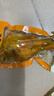 鄉巴佬醬鹵雞腿大雞腿清真五香鹽焗真空開(kāi)袋即食100g/袋 鹽焗雞腿10只 曬單實(shí)拍圖