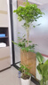植男植女幸福樹造型綠寶盆栽綠植客廳室內(nèi)大型綠植辦公室喬遷新居源頭直發(fā) 曬單實拍圖