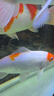 魚(yú)之眼魚(yú)缸納米鋁合金氣泡條氧氣條靜音增氧泵霧化氣泡石長(cháng)條氣條石雙排 【雙排】70cm鋁合金條 曬單實(shí)拍圖