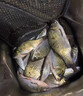 昇南垂釣隱生物信息素釣魚(yú)小藥鯽鯉青草鰱鳙水產(chǎn)餌窩料誘食開(kāi)口捕劑撈 垂釣生物信息素 曬單實(shí)拍圖