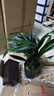 墨蘭蘭花苗盆栽帶花苞發(fā)貨精品名貴花卉綠植物室內四季好養活企黑 墨蘭（高方盆+底托）【10株苗】 曬單實(shí)拍圖