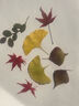 皓梵潔干樹(shù)葉手工diy材料包制作干花畫(huà)植物貼畫(huà)真標本壓花幼兒園書(shū)簽 diy干樹(shù)葉（35片） 曬單實(shí)拍圖