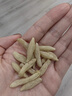 福東海 麥冬茶100g  四寶元氣茶原料四川綿陽干凈飽滿大粒養(yǎng)生茶煲湯 曬單實拍圖