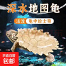 地圖龜深水魚(yú)缸混養小烏龜黑瘤活物水龜地圖龜觀(guān)賞龜苗寵物招財龜 5-6厘米地圖龜 3只繁殖組（1公2母）+龜糧 曬單實(shí)拍圖