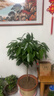 平安樹(shù)客廳盆栽大型綠植吸甲醛植物辦公室觀(guān)賞盆景老樁樹(shù)苗好養活 精品粗桿平安樹(shù)1-1.2米 曬單實(shí)拍圖