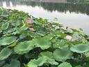露安適（Lelch）微氣候系列日用紙尿褲M46片(6-11kg) 中號嬰兒紙尿褲 尿不濕 曬單實拍圖