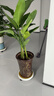 雙盟天堂鳥(niǎo)大型植物客廳綠植盆栽辦公室內鶴望蘭好養落地網(wǎng)紅源頭直發(fā) 曬單實(shí)拍圖