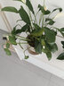 綠有意白掌盆栽一帆風(fēng)順水培植物室內好養花卉綠植水養四季開(kāi)花植物盆栽 【帶花發(fā)貨】白掌6-8株(原土盆) 含盆 曬單實(shí)拍圖