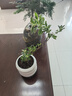 八芽懸崖六月雪盆栽金邊老樁彎枝造型中式禪意盆景客廳桌面好養綠植 六月雪-PVC小甜甜圈盆-密胺托盤(pán) 帶盆栽好 曬單實(shí)拍圖