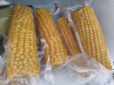 當季新貨頭茬東北黃甜糯玉米棒真空包裝低脂黃糯大棒甜東北黏苞米 黃糯玉米【120-160克】4根 曬單實(shí)拍圖