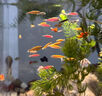 魚(yú)缸清洗神器魚(yú)缸水質(zhì)凈化劑魚(yú)缸凈水劑50年不換水去綠去黃水神器 買(mǎi)二贈一【魚(yú)缸一滴清】三瓶裝 曬單實(shí)拍圖