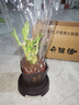 富貴竹盆栽植物室內凈化空氣綠植荷花竹辦公室桌面四季好養小盆栽 荷花竹+節節高升盆+圓底座【1盆】 盆口直徑約8cm 曬單實(shí)拍圖