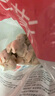 思念灌湯豬肉白菜水餃2.5kg150只 早餐速食食品兒童水餃速凍餃子 曬單實(shí)拍圖