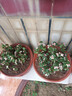盆栽水培多肉植物室內花卉辦公老樁綠植凈化好養肉肉盆景 小金枝玉葉(叢生多枝)原盆 含盆 曬單實(shí)拍圖
