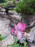 蒙牛一米八八【NBA聯(lián)名】?jì)和砷L(cháng)奶粉CBP賴(lài)氨酸高鈣3-15歲300g袋裝 曬單實(shí)拍圖