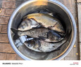 龍王恨魚(yú)餌藍鯽X5腥香綜合通殺釣魚(yú)餌料湖庫黑坑野釣鯽鯉草青鳊魚(yú)食魚(yú)餌 曬單實(shí)拍圖