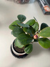 大海邊 小盼菩提盆栽室內好養凈化空氣書(shū)房臥室辦公室桌面綠植擺件 小盼菩提+小喜陶瓷盆＋圓底座 曬單實(shí)拍圖