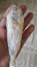 海云馨小黃魚(yú) 新鮮冷凍海鮮深海黃花魚(yú) 活魚(yú)速凍燒烤食材 【新鮮海捕】深海小黃魚(yú)4斤凈重 曬單實(shí)拍圖