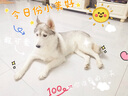 比瑞吉狗糧小型犬老年犬俱樂(lè )部系列山藥橄欖油果寡糖通用糧2kg7歲以上 曬單實(shí)拍圖