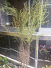 松紅梅盆栽澳洲雪梅花滿天星盆栽綠植物庭院陽臺(tái)四季開花耐寒花卉 松紅梅80cm高 曬單實(shí)拍圖