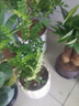 京云夢(mèng)發(fā)財樹(shù)小盆栽花卉辦公室綠植招財送禮單桿發(fā)財樹(shù)甜甜圈源頭直發(fā) 曬單實(shí)拍圖
