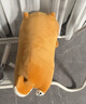 名創(chuàng  )優(yōu)品（MINISO）柴犬系列毛絨公仔趴姿玩具娃娃抱枕睡覺(jué)室內臥室辦公室生日禮物 曬單實(shí)拍圖