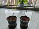 菩提樹(shù)苗 正宗金剛菩提樹(shù)苗 庭院綠化菩提子佛樹(shù)盆栽地載平安樹(shù) 15-20厘米高【1棵】 曬單實(shí)拍圖