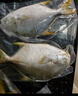 翔泰 海南金鯧魚(yú)凈重900g 2條裝  魚(yú)類(lèi)生鮮 火鍋食材 海鮮水產(chǎn) 中秋 曬單實(shí)拍圖