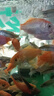森森 小鯉魚(yú)缸水泵小型潛水泵過(guò)濾泵抽水泵XQP-1000 15W  曬單實(shí)拍圖