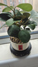 MPPMCK小盼菩提樹(shù)菩提帶果盆栽禪意桌面綠植好養室內植物辦公室花卉盆景 4-8果小盼菩提小喜陶瓷盆圓底座 曬單實(shí)拍圖