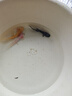 【六角恐龍魚(yú)】蠑螈幼體不打氧冷水四腳魚(yú)六角魚(yú)活物好養娃娃魚(yú) 【迷你版】4-7厘米白+金+黑3條 厘米 曬單實(shí)拍圖