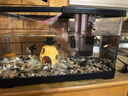 闊庭（KUOTING）魚(yú)缸一體缸自循環(huán)免換水魚(yú)缸家用小型桌面魚(yú)缸生態(tài)魚(yú)缸小魚(yú)缸黑色 曬單實(shí)拍圖