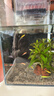 卡奇魚(yú) 斑馬魚(yú) 淡水魚(yú) 觀(guān)賞魚(yú) 小型觀(guān)賞魚(yú) 熱帶魚(yú) 蝶翼斑馬熒光好養易活 糖果斑馬10條1.5-2.5cm最少3種色 曬單實(shí)拍圖