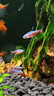 巴西寶蓮燈魚(yú)紅綠燈鉆石燈科魚(yú)小型熱帶觀(guān)賞魚(yú)草缸群游魚(yú)苗包郵 【小號】1.3cm寶蓮燈2條 曬單實(shí)拍圖