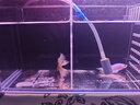 泰國斗魚(yú)母魚(yú)七彩婚紗尾觀(guān)賞魚(yú)桌面小寵物小型熱帶淡水魚(yú)好養包郵 精品黃色半月公/SS級大尾 曬單實(shí)拍圖