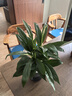 【熱銷(xiāo)款】白掌一帆風(fēng)順盆栽水培植物室內(nèi)花綠植紅掌發(fā)財(cái)樹(shù)吸甲醛 特級(jí)白掌帶花+繁星自吸盆 曬單實(shí)拍圖
