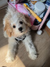 喵然心動(dòng)【視頻選寵】 小狗幼犬純種寵物狗狗活幼體小狗寵舍直發(fā) 寵物級 【泰迪】 曬單實(shí)拍圖