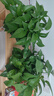 雙盟綠蘿盆栽除甲醛花卉綠植辦公室新房?jì)艋諝?80托盤(pán)4盆裝源頭直發(fā) 曬單實(shí)拍圖