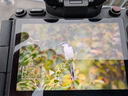 索尼（SONY）全畫(huà)幅超遠攝大光圈定焦G大師鏡頭 打鳥(niǎo) 300/400/600 FE 600mm F4 GM OSS 曬單實(shí)拍圖