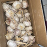 紫白皮蒜即食水果大蒜今年新鮮干蒜生鮮調料蒜瓣 大蒜凈重 4.7斤 曬單實(shí)拍圖