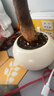 喜鵲說(shuō)發(fā)財樹(shù)小盆栽四季植物室內客廳中式禪意招財樹(shù)綠植辦公室桌面盆景 單桿發(fā)財樹(shù)+圓球陶瓷盆+白塑托（小滿(mǎn)貼紙+吊牌） 帶盆栽好 曬單實(shí)拍圖