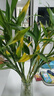 【富貴竹】水培節節高室內綠植客廳招財植物鮮花卉好養常綠七夕 綠色水培富貴竹60cm10枝 曬單實(shí)拍圖