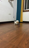 寵邁鑫純種比熊幼犬小型小體活物卷毛血統比熊犬茶杯寵物狗狗長(cháng)不大可愛(ài) 血統級 比熊 公 曬單實(shí)拍圖