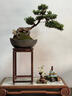 卓美御庭羅漢松盆景室內外桌面辦公室庭院老樁真樹(shù)迎客松高端盆栽中秋禮物 精品羅漢松01號 曬單實(shí)拍圖
