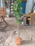 景琳涵無(wú)核脆甜柿子樹(shù)果苗嫁接庭院果樹(shù)特大號盆栽矮化耐寒火晶柿子樹(shù)苗 【假一賠十】黑柿（5年苗）死苗包賠 曬單實(shí)拍圖
