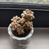 必品閣（bibigo）玉米蔬菜豬肉水餃 1200g 約48只 早餐夜宵速凍餃子 曬單實(shí)拍圖
