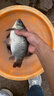 光威（GW） 光威魚竿龍?jiān)迫宕才_(tái)釣竿 碳素魚竿超硬魚桿28調(diào)鯉魚黑坑 4.5m 龍?jiān)迫?曬單實(shí)拍圖